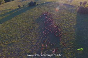 Fazenda Reconquista - Cachoeira do Sul.00_01_23_28.Quadro019_a33f2fa8bb43302e78eaea7fd63cd4dd78499da7.png